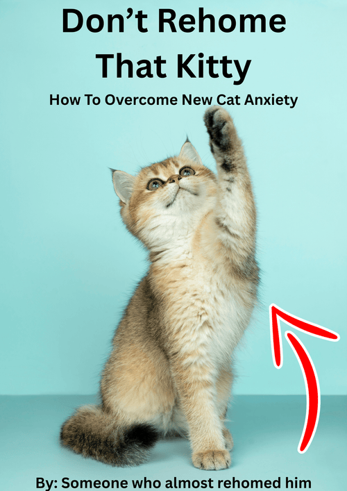 How To Overcome New Cat Anxiety - Playbook Living